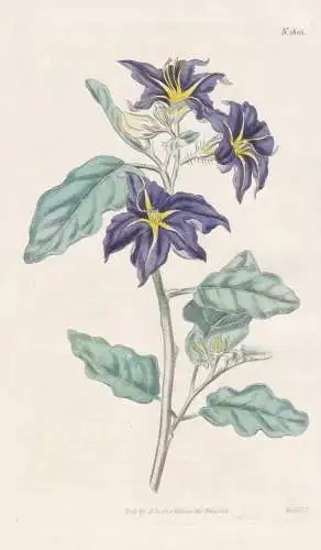 Nycterium Amazonium. Lambert's Night-Shade. Tab. 1801 - Brazil Brasil Brasilien / Pflanze Planzen plant plants