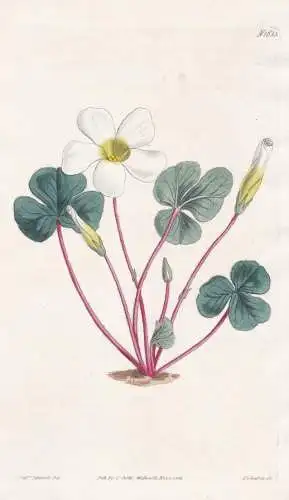 Oxalis Variabilis, var. albiflora. White-flowered variable wood-sorrel. Tab. 1683 - Pflanze Planzen plant plan