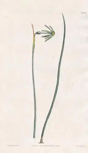 Narcissus viridiflorus. Green autumnal Jonquil. Tab. 1687 - Narzisse / Pflanze Planzen plant plants / flower f