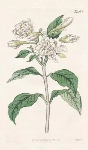 Nerium coronarium. Broad-leaved rosebay. N. 1865 - Oleander Rosenlorbeer / East Indies / Pflanze Planzen plant