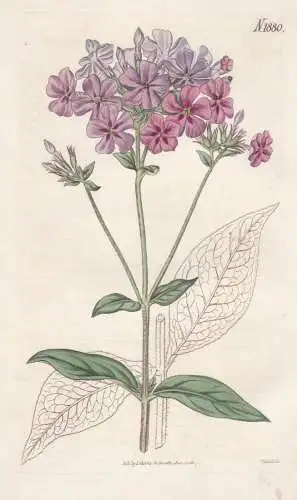 Phlox acuminata. Cross-leaved phlox, or lychnidea. 1880 - Flammenblume / North America / Pflanze Planzen plant