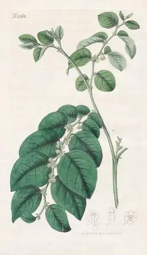 Phyllanthus turbinatus. Shining-leaved phyllanthus. N. 1862 - China / Pflanze Planzen plant plants / flower fl