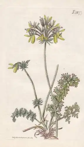 Pelargonium rapaceum, var. luteum. Yellow fumitory-flowered crane's bill. 1877 - South Africa / Pflanze Planze