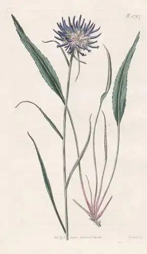 Phyteume Scheuchzeri. Scheuchzer's Rampion. Tab. 1797 - Teufelskralle / Pflanze Planzen plant plants / flower