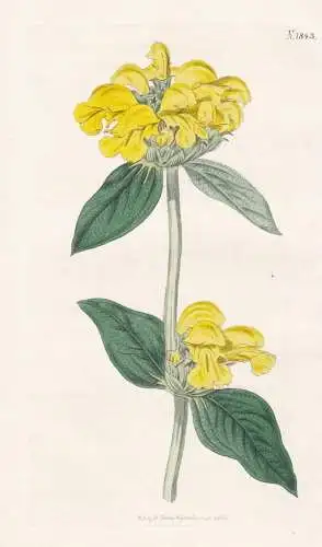 Phlomis Fruticosa. Larger Shrubby Phlomis, or Jerusalem Sage. Tab. 1843 - Bandkraut / Pflanze Planzen plant pl