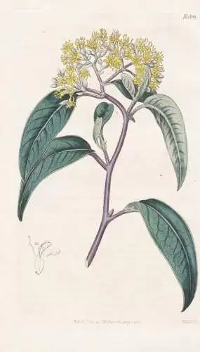 Pomaderris Lanigera. Woolly Pomaderris. Tab. 1823 - Australia Australien / Pflanze Planzen plant plants / flow