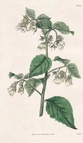 Symphytum Tauricum. Taurian Comfrey. Tab. 1787 - Crimea Krim / Pflanze Planzen plant plants / flower flowers B