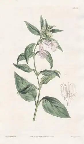 Sesamum indicum. Indian Sesamum, or oily-grain. Tab. 1688 - Jamaica Jamaika / Pflanze Planzen plant plants / f