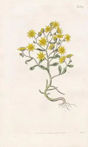 Sempervivum Villosum. Hairy Houseleek. Tab. 1809 - Hauswurz / Madeira Madeira / Pflanze Planzen plant plants /