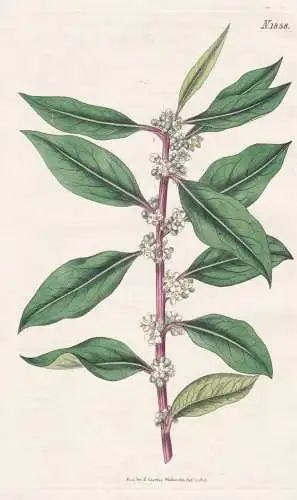 Sideroxylon Mite. Lance-Leaved Iron-Wood. Tab. 1858 - South-Africa Südafrika / Pflanze Planzen plant plants /