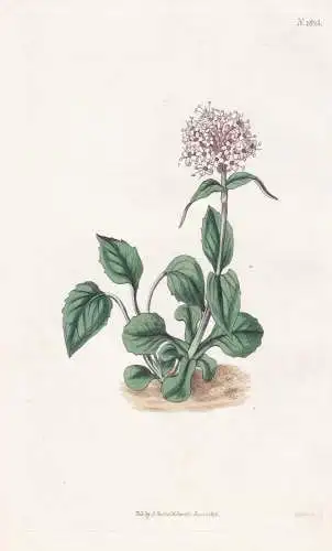 Valeriana Montana Rotundifolia. Round-Leaved Montain Valerian Tab. 1825 - Baldrian / Pflanze Planzen plant pla