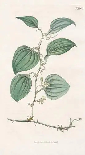 Smilax Glauca. Glaucosus-Leaved Smilax. Tab. 1846 - North America Nordamerika / Pflanze Planzen plant plants /