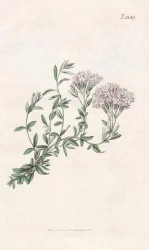 Stevia Eupatoria. Hemp-Agrimony-Like Stevia. Tab. 1849 - Mexico Mexiko / Pflanze Planzen plant plants / flower