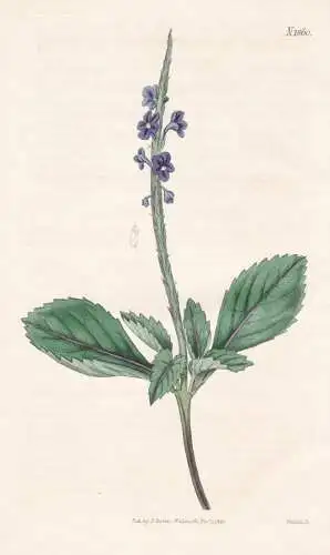 Stachytarpheta jamaicensis. Jamaica bastard-vervain. N. 1860 - West Indies / Pflanze Planzen plant plants / fl