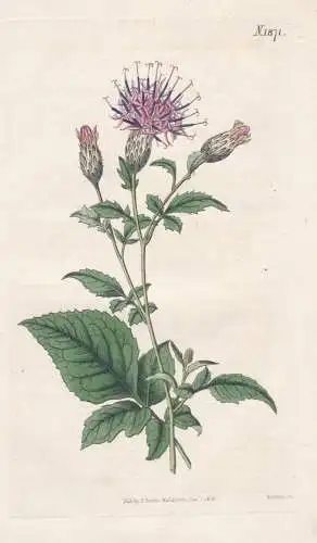 Serratula quinquefolia. Five-leaved saw-wort. 1871 - Persia Persien Iran / Pflanze Planzen plant plants / flow