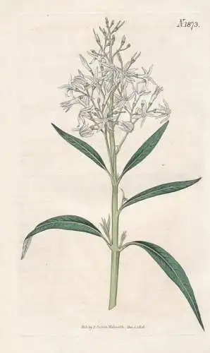 Amsonia salicifolia. Willow-leaved amsonia. 1873 - North America / Pflanze Planzen plant plants / flower flowe
