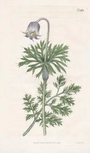 Anemone pratensis obsoleta. Pale-flowered meadow pasque-flower. N. 1863 - Pflanze Planzen plant plants / flowe