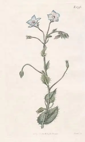 Borago Laxiflora. Bell-Flowered Borage. Tab. 1798 - Borretsch / Corse Corsica Korsika / Pflanze Planzen plant