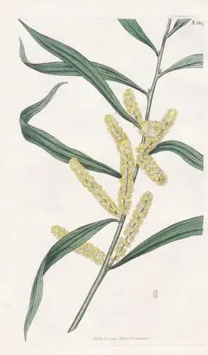 Acacia Longifolia. Long-Leaved Acacia. Tab. 1827 - Australia Australien / Pflanze Planzen plant plants / flowe