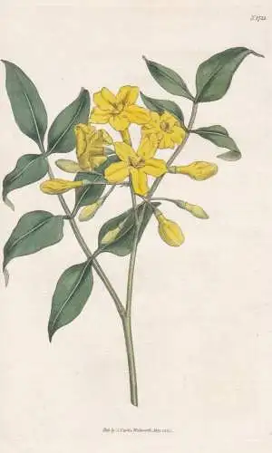 Jasminum Revolutum. Curled-Flowered Yellow Jasmine. 1731  - China / Pflanze Planzen plant plants / flower flow