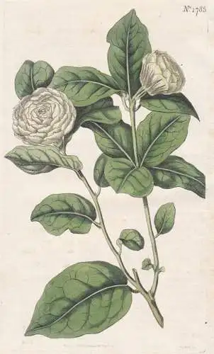 Jasminum Sambac. The Tuscan Jasmine, or Kudda-Mulla. Tab. 1785 - East Indies / Pflanze Planzen plant plants /