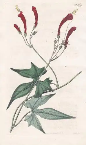 Ipomoea Sanguinea. Blood-Flowered Ipomoea. 1769 -  West-Indies / Pflanze Planzen plant plants / flower flowers
