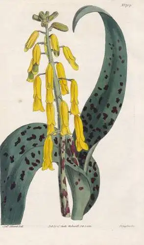 Lachenalia Quadricolor Lutea. Spotted-leaved yellow Lachenalia. Tab. 1704 - South Africa Südafrika / Pflanze