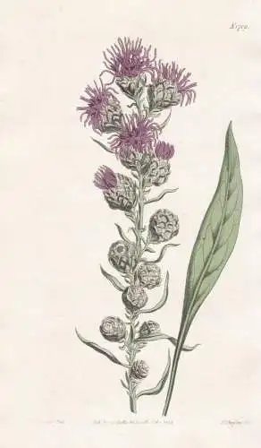 Liatris scariosa. Scarious-cupped liatris. Tab. 1709 - North America Nordamerika / Pflanze Planzen plant plant