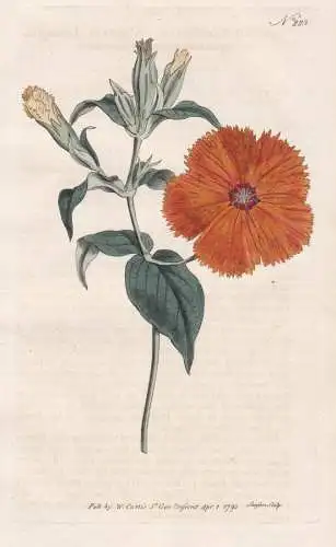 Lychnis Coronata. Chinese Lychnis. Tab. 223 - Lichtnelke Nelke Dianthus / China Japan / Pflanze plant / flower