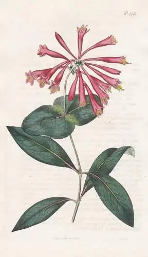 Lonicera Sempervirens Minor. Carolina Trumpet Honeysuckle. 1753 - Carolina / Pflanze Planzen plant plants / fl