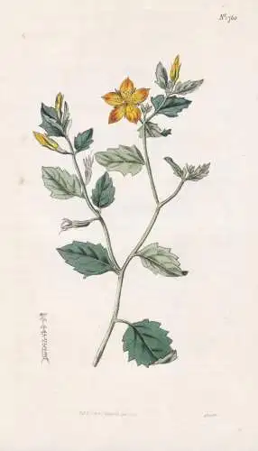 Mentzelia Oligosperma. Few-Seeded Mentzelia. 1760 - Louisiana /  Pflanze Planzen plant plants / flower flowers