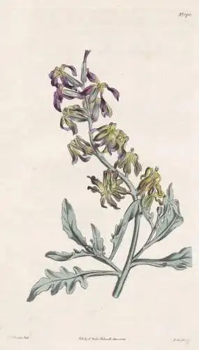 Matthiola odoratissima. Persian stock. Tab. 1711 - Pflanze Planzen plant plants / flower flowers Blume Blumen