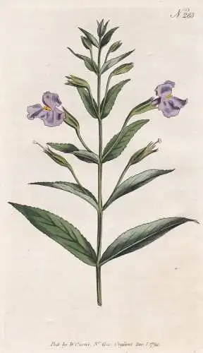 Mimulus Ringens. Narrow-leaved Monkey-Flower. Tab. 283 - Gauklerblume Affenblume monkeyflower / Kanada Canada