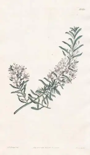 Myoporum Parvifolium. Small-leaved Myoporum. Tab. 1693 - Pflanze Planzen plant plants / flower flowers Blume B