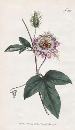 Passiflora Ciliata. Fringed-leaved Passion-Flower. Tab. 288 - Passionsblume passion flower / West Inies India