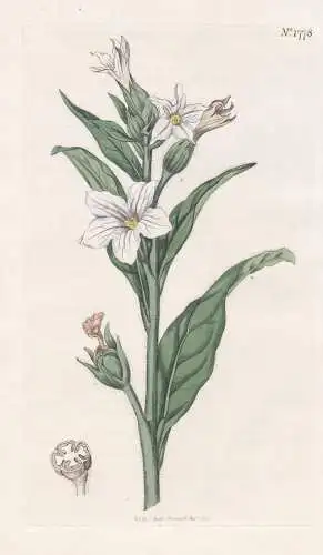 Nicotiana Quadrivalvis. Missouri Tobacco. Tab. 1778 - Tabak / North America Nordamerika / Pflanze Planzen plan