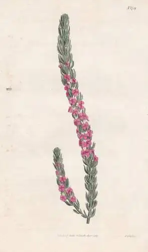 Polygala Mixta. Heath-leaved milk-wort. Tab. 1714 - South Africa Südafrika / Pflanze Planzen plant plants / f