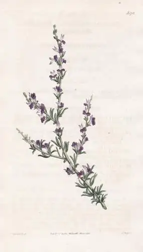 Polygala stipulacea. Stipuled milk-wort. Tab. 1715 - South Africa Südafrika / Pflanze Planzen plant plants /