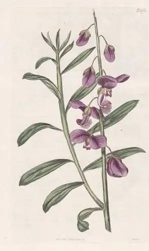 Polygala Speciosa. Shewy Milk-Wort. Tab. 1780 - South Africa Südafrika / Kreuzblumen milkworts snakeroots / P