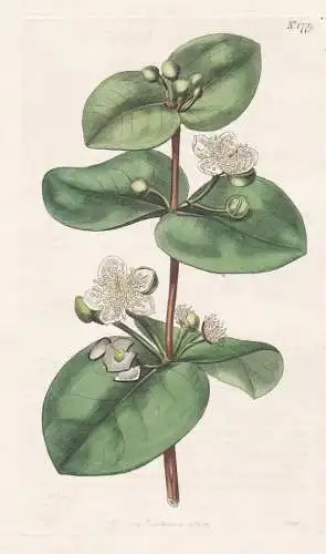 Psidium Cordatum. Spice Guava. Tab. 1779 - West-Indies / Pflanze Planzen plant plants / flower flowers Blume B