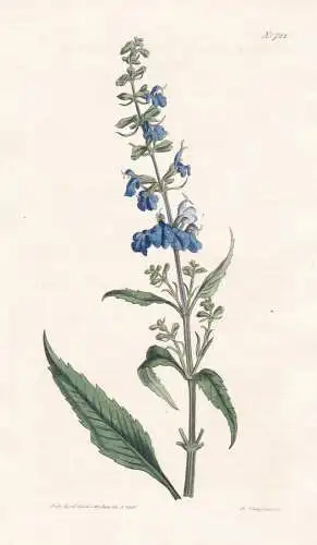 Salvia Azurea. Azure-Elowered Sage. 1728  - North America Nordamerika / Pflanze Planzen plant plants / flower