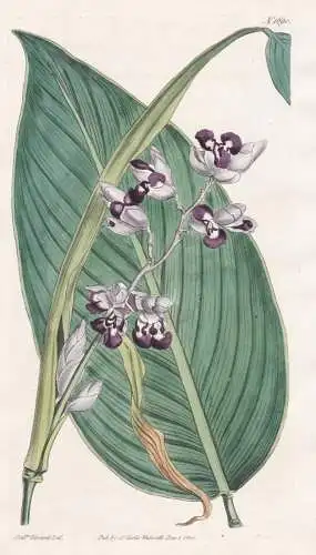 Thalia Dealbata. Mealy Thalia. Tab. 1690 - South Carolina / Pflanze Planzen plant plants / flower flowers Blum