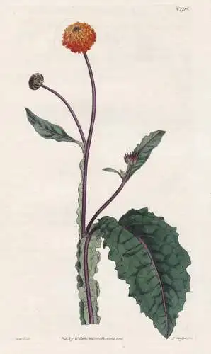 Verbesina alata. Wing-stalked verbesina. Tab. 1716 - South America Südamerika West-Indies / Pflanze Planzen p