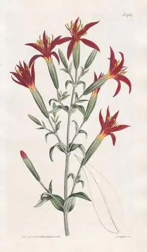 Silene Regia. Splendid catch-fly. Tab. 1724 - North America Nordamerika / Pflanze Planzen plant plants / flowe