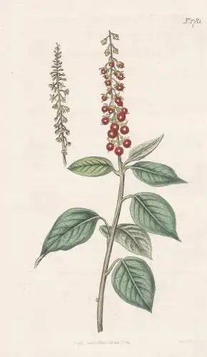 Rivina Humilis. Sowny Rivina. Tab. 1781 - West Indies / Pflanze Planzen plant plants / flower flowers Blume Bl