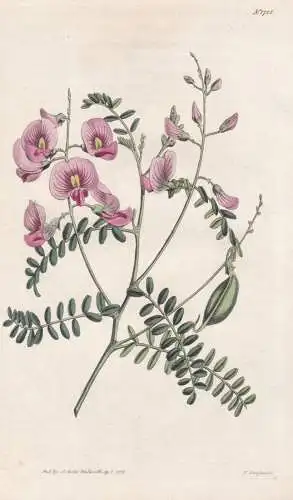 Swainsona coronillifolia. Purple-flowered Swainsona. Tab. 1725 - Australia Australien / Pflanze Planzen plant