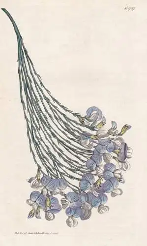 Psoralea Aphylla. Leafless Psoralea. 1727  - South Africa Südafrika / Pflanze Planzen plant plants / flower f