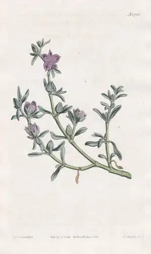 Sesuvium portulacastrum revolutum. Purslane-leaved Sesuvium. Tab. 1701 - Kuba Cuba / Pflanze Planzen plant pla