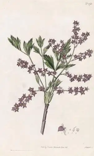 Zanthorhiza Apiifolia. Parsley-Leaved Zanthorhiza, or Yellow-Root. 1736 - Georgia Georgien / Pflanze Planzen p
