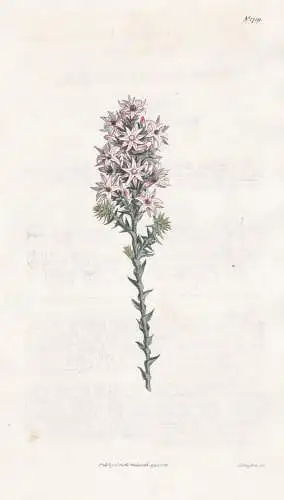 Sprengelia incarnata. Flesh-coloured sprengelia. Tab. 1719 - Australia Australien / Pflanze Planzen plant plan